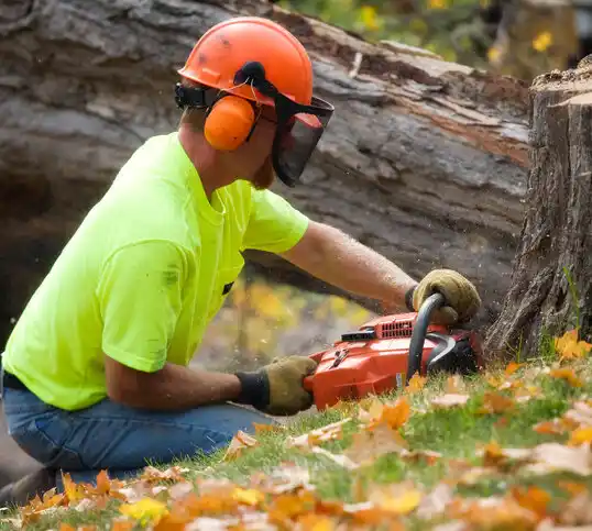 tree services Northview